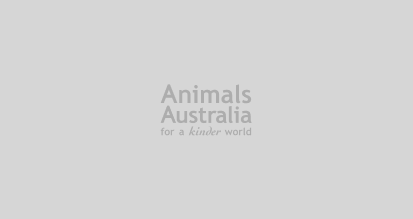 Animals Australia