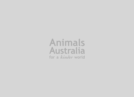 Animals Australia